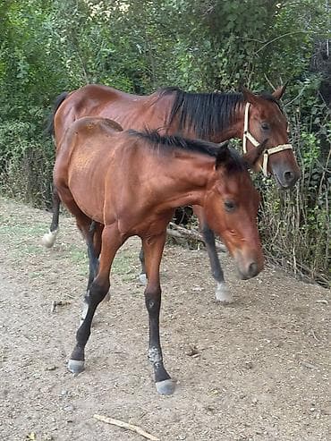 Продаю | Кобыла (самка) | Для разведения