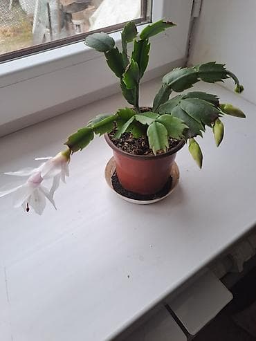 Комнатные растения: Декабрист (Schlumbergera) в горшке — комнатный цветок с зимним — 2