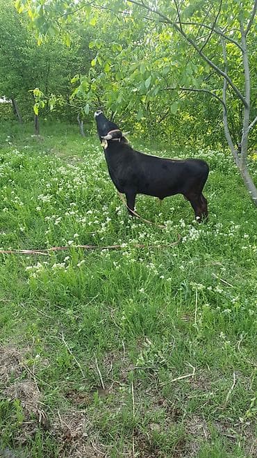 арашан ко: Сатам | Бука (эркек) | Бордоп семиртүү үчүн | Байланган — 6