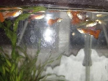 купить малька: Продаю рыбки гуппи !Все здоровые и красивые. Хороший подарок ребенку — 1