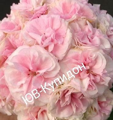 цветы канны: Пеларгония зональная махровая «Анна Каренина» (королевская розебудная — 9