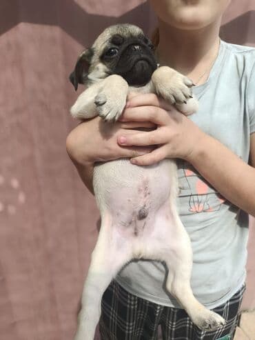 продаю щенков мопса: Мопс, 2 айлык, Эркек — 4