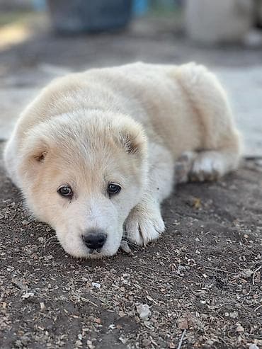 Аквариумдар: Алабай
Дата рождения: 21.12.2025 — 2