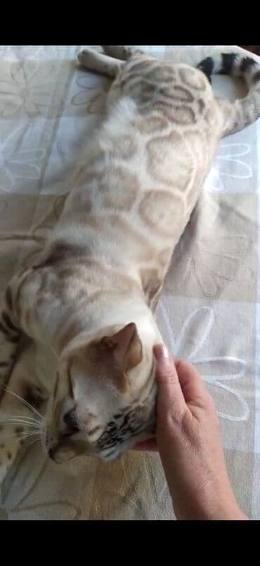 английский бульдог бишкек: Бенгальская, 2 года, Мальчик, Белый, Кастрирована, Проглистована, С документами — 5