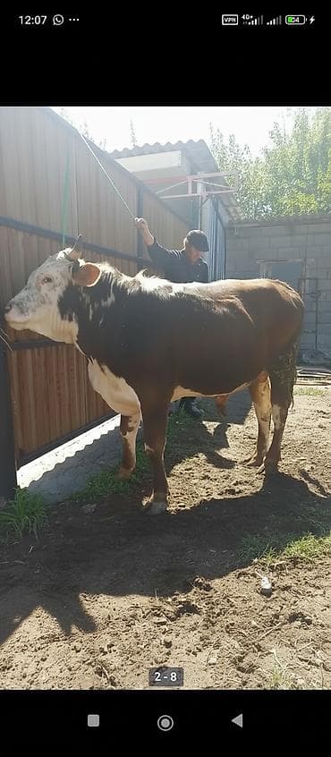 Продаю | Бык (самец) | Алатауская | На откорм | Племенные