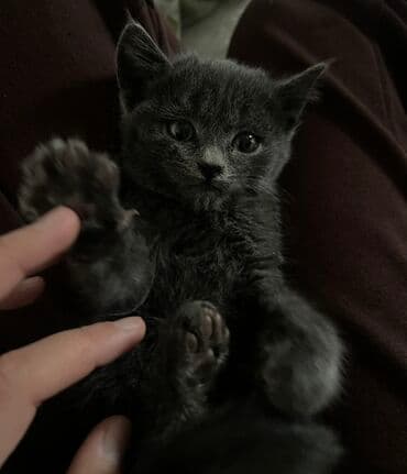 продажа щенков немецкой овчарки с документами в бишкеке: Отдам в добрые руки дымчато‑серый котёнок Характер контактный — 5