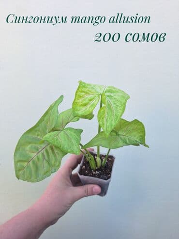 покупка деревьев: ● Комнатные растения (укоренённые черенки, молодые растения, взрослые — 7