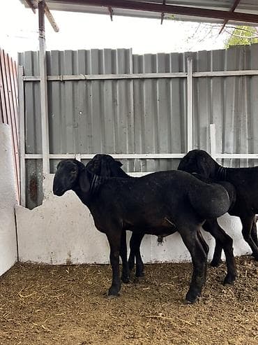 внешние фильтры для аквариума: Продаю | Баран (самец) | Для разведения | Племенные — 3