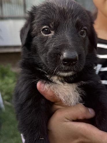 карликовый пинчер купить: Овчарка, 1 месяц, Самец — 2