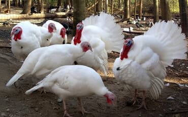 письменный стол на кыргызском: Индюки,индейка,экологически чистое очень нежное мясо — 1