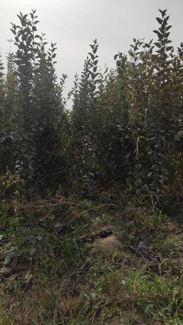 набор ключей фото: Kia K5: 2025 г., Седан — 9