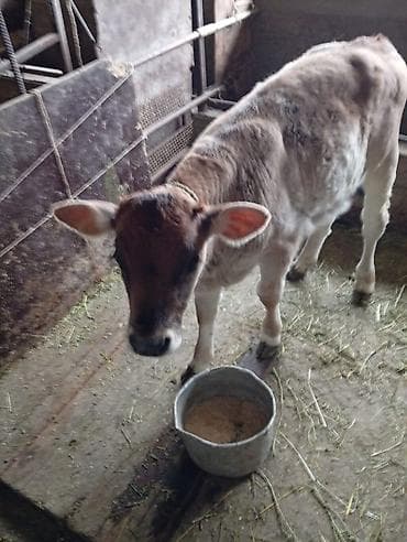 купить кошку в бишкеке: Продаю | Музоо, торпок | На откорм | Привязанные — 1