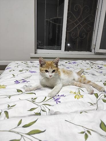 купить кота: Отдам кошку даром в добрые и ответственные руки Рыже-белый — 2