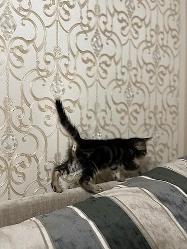 отдам даром котят: 1 месяц, Девочка, Серый — 5