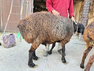 грызуны домашние: Продаю | Баран (самец) | Арашан | Для разведения, На забой | Племенные — 6