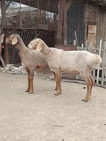 купить ягнята: Продаю | Овца (самка) | Эдильбаевская | На забой | Матка — 5