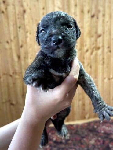 бульдоги: Щенки Канарского Дога (Presa Canario) С документами, прививками 8 — 45