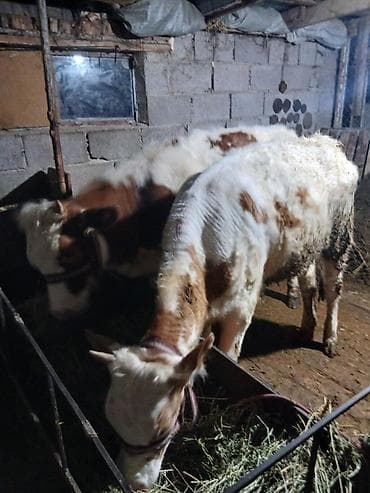 купить амура: Продаю | Бык (самец) | Полукровка | На откорм | Привязанные — 8