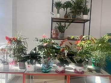 Антуриумы: 🌸 Продаётся готовый бизнес! 🌸 Продаётся полностью готовый к работе — 3