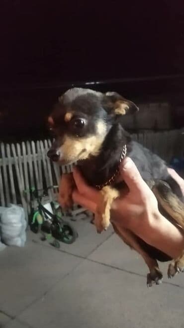 токмок собака: Отдаю собачку в добрые руки мальчик 5 лет зовут Ричи — 4