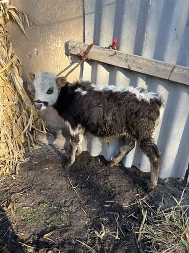 шароле бык: Продаю | Бык (самец), Музоо, торпок — 9