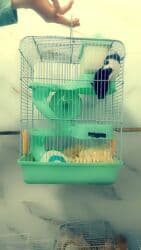 крысы декоративные: Продаю клетки для хомячков от 500 до 1500 сом. выбор есть — 10