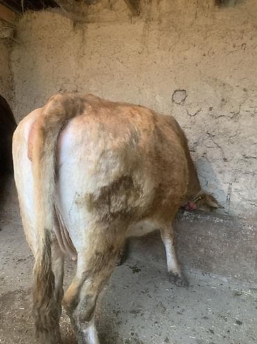 Животные: Продаю | Корова (самка) | Для разведения | Привязанные — 3