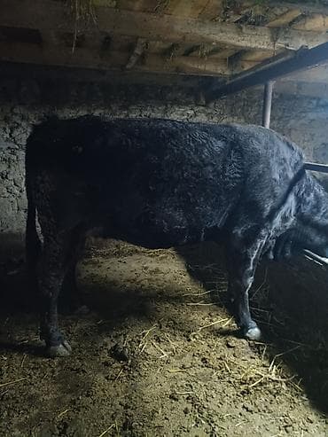 Үй жаныбарлары үчүн товарлар: Экинчи туут жакын бооз кунажын сатылат характери жакшы, жоош теппей — 5