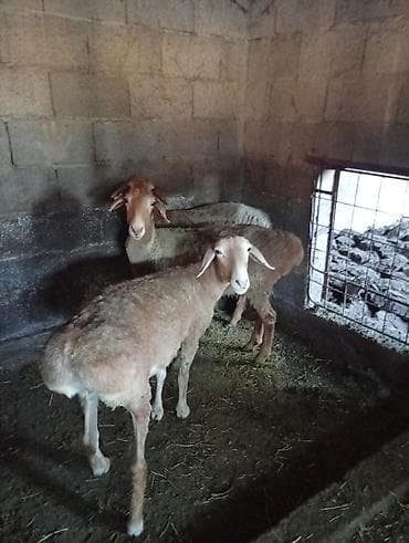 Продаю | Овца (самка) | Для разведения | Матка