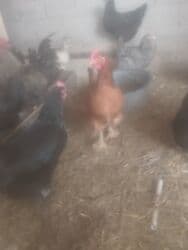 цена пшеницы в бишкеке 2022: Продаю курей 21шт. и петух. 1000 сом — 1