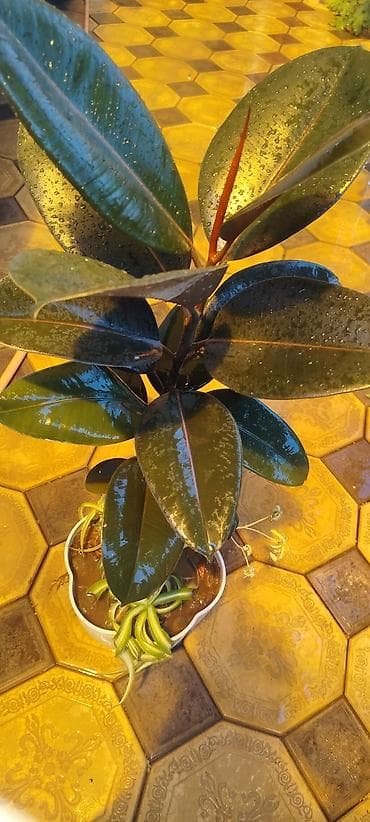Молочай Миля (Euphorbia milii) в горшке - Компактный куст с — 8