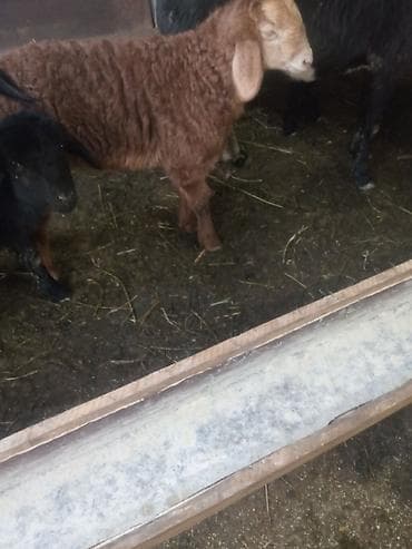 собака немецкий: Продаю | Ягненок, Баран (самец) | Арашан — 6