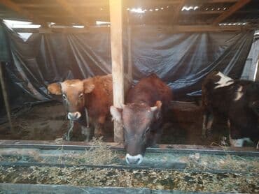 Кошки: Продаю | Бык (самец) — 4