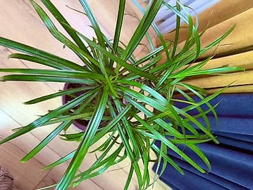 Драцена маргината (Dracaena marginata) в горшке Адаптирован,продаётся