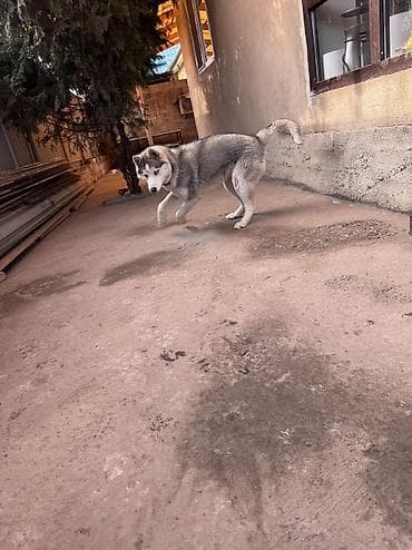 хомяки даром: Хаски, 5 месяцев, Самка, С прививкой, С родословной — 6