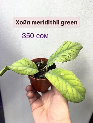 Хойи: Хойя (Hoya) Nui 400 сом( Hoya macrophylla от 250 сом Хойя — 10