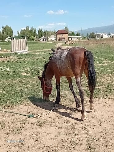 машинка для животных: Продаю | Жеребенок — 3