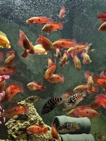 вислоухие котята бишкек цена: Цихлиды-подростки оптом! - бирюзовая акара - голубой дельфин - — 24