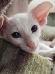 купить породистых котят: Ориентальная, 2 месяца, Мальчик, Белый, Приучена к лотку, Проглистована, С документами — 10