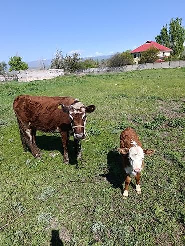 кане корсо собака цена: Продаю | Корова (самка) | Полукровка, Герефорд | Для разведения | Привязанные — 1