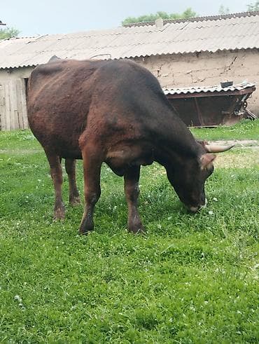 Продаю | Бык (самец) | На откорм | Привязанные