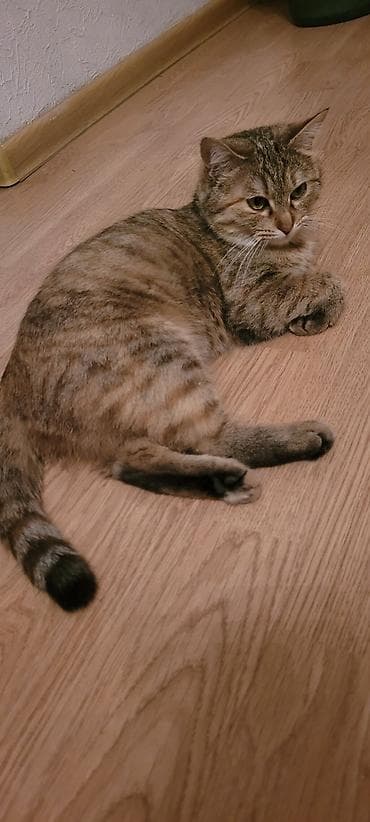 кошечки: 1 год, Девочка, Кастрирована, Приучена к лотку — 4