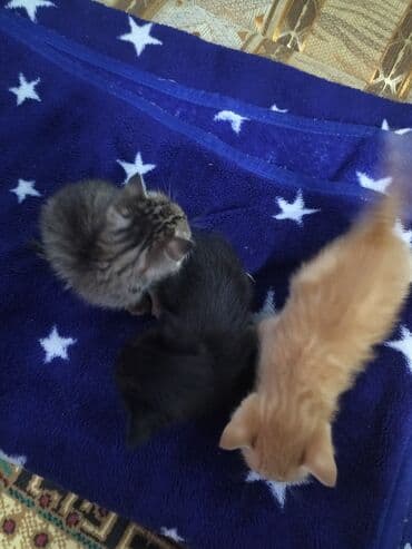 Отдам даром: Отдам даром — 1