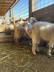 декоротивные куры: Продаю | Коза (самка) | Полукровка | Для разведения — 2