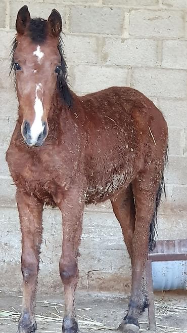 животные на продажу: Продаю | Жеребенок | Конный спорт — 2