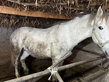 продаю тюк: Продаю | Конь (самец) | Полукровка | На забой | Племенные — 1