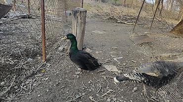 Коровы, быки: Птицы для приусадебного хозяйства. - Утка с насыщенным тёмно‑зеленым — 2