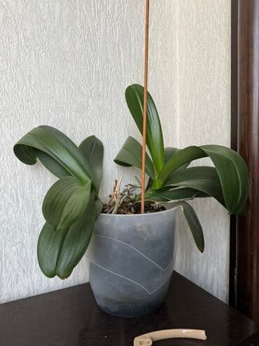 орхидеи в горшке купить с доставкой: Орхидея фаленопсис в прозрачном пластиковом горшке. Подойдёт для — 1