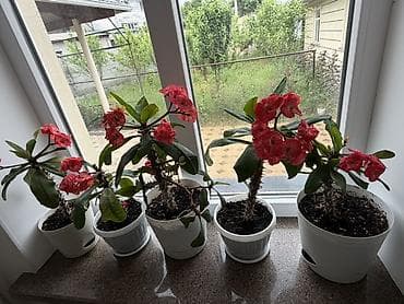 субстрат: Адений/Молочай Милла (Euphorbia milii, «Корона Христа») в горшках — 1
