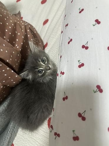 отдам даром котенка сфинкса: 2 месяца, Девочка, Серый, Приучена к лотку — 4